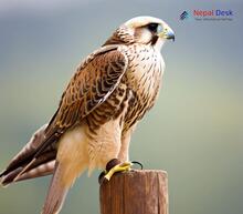 Saker Falcon_Falco cherrug