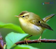 Sakhalin Leaf Warbler_Phylloscopus borealoides