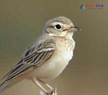 Sand Lark_Alaudala raytal