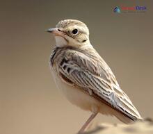 Sand Lark_Alaudala raytal