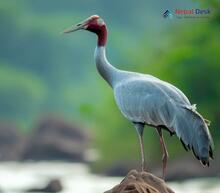 Sarus Crane_Antigone antigone