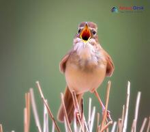 Savi's Warbler_Locustella luscinioides