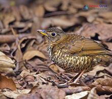 Scaly Thrush_Zoothera dauma