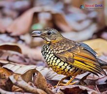 Scaly Thrush_Zoothera dauma