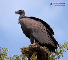 Slender-billed vulture_Gyps tenuirostris