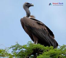 Slender-billed vulture_Gyps tenuirostris