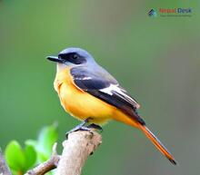 Small Minivet_Pericrocotus cinnamomeus