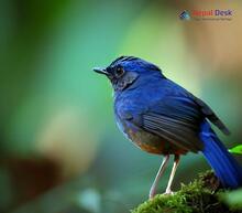 Small Niltava_Niltava macgrigoriae