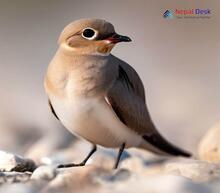 Small Pratincole_Glareola lactea
