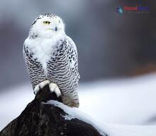 Snowy Owl_Bubo scandiacus