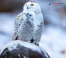 Snowy Owl_Bubo scandiacus