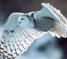 Snowy Owl_Bubo scandiacus