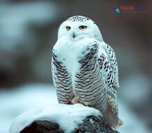 Snowy Owl_Bubo scandiacus