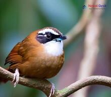 Snowy-throated Babbler_Stachyris oglei