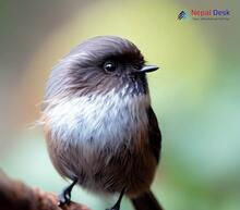 Sooty Tit - Aegithalos fuliginosus