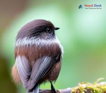 Sooty Tit - Aegithalos fuliginosus