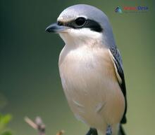 Southern Grey Shrike - Lanius meridionalis