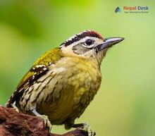 Speckled Piculet Picumnus innominatus
