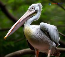 Spot-billed Pelican - Pelecanus philippensis