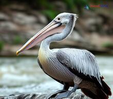 Spot-billed Pelican - Pelecanus philippensis