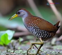 Spotted Crake - Porzana porzana