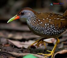 Spotted Crake - Porzana porzana