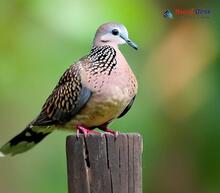 Spotted Dove - Streptopelia chinensis