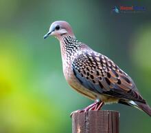 Spotted Dove - Streptopelia chinensis