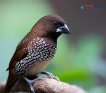 Spotted Munia - Lonchura punctulata jankowskii