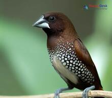 Spotted Munia - Lonchura punctulata jankowskii