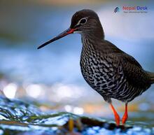 Spotted Redshank - Tringa erythropus