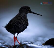 Spotted Redshank - Tringa erythropus