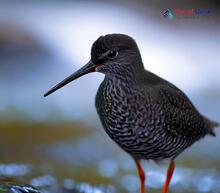 Spotted Redshank - Tringa erythropus