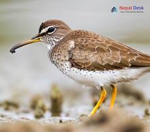 Spotted Sandpiper - Actitis macularius