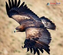 Steppe Eagle_Aquila nipalensis