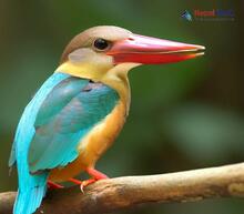 Stork-billed Kingfisher - Pelargopsis capensis