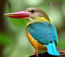 Stork-billed Kingfisher - Pelargopsis capensis