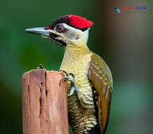 Streak throated Woodpecker - Picus xanthopygaeus