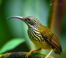 Streaked Spiderhunter - Arachnothera magna