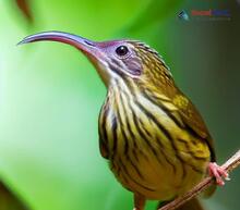 Streaked Spiderhunter - Arachnothera magna