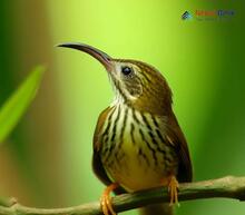 Streaked Spiderhunter - Arachnothera magna