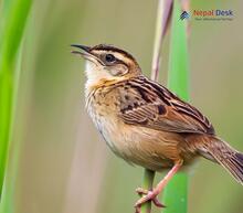 Striated Grassbird - Megalurus palustris