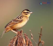 Striated Grassbird - Megalurus palustris