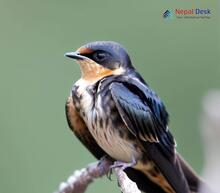 Striated Swallow - Cecropis striolata