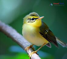 Sulphur-bellied Warbler - Phylloscopus griseolus