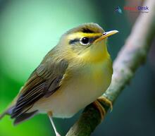 Sulphur-bellied Warbler - Phylloscopus griseolus