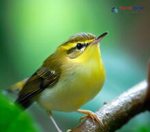 Sulphur-bellied Warbler - Phylloscopus griseolus