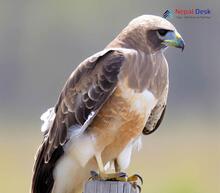 Swainson's Hawk - Buteo swainsoni