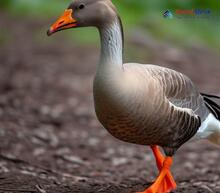 Taiga Bean Goose - Anser fabalis 