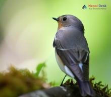 Taiga Flycatcher - Ficedula albicilla taivana